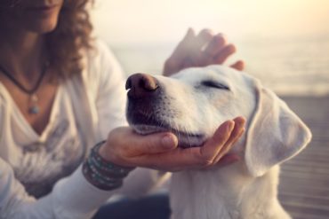 Doga – pratica yoga con il tuo cane!